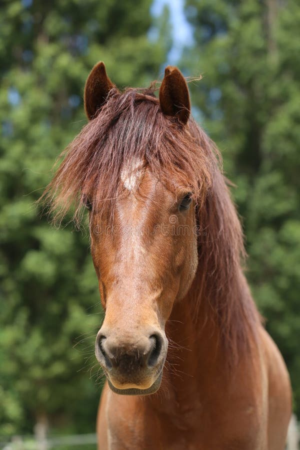 Head shot portrait close up of a beautiful saddle horse at summer paddock