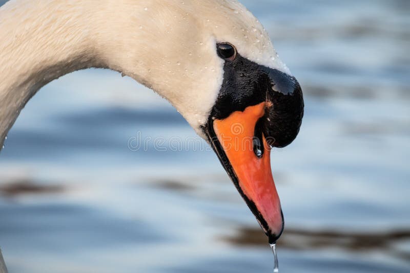 Head shot portrait of a white swan royalty free stock photo Head shot portrait of a white swan royalty free stock photo