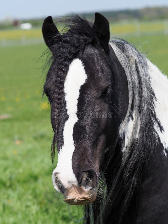 Prety Gypsy Cob Headshot