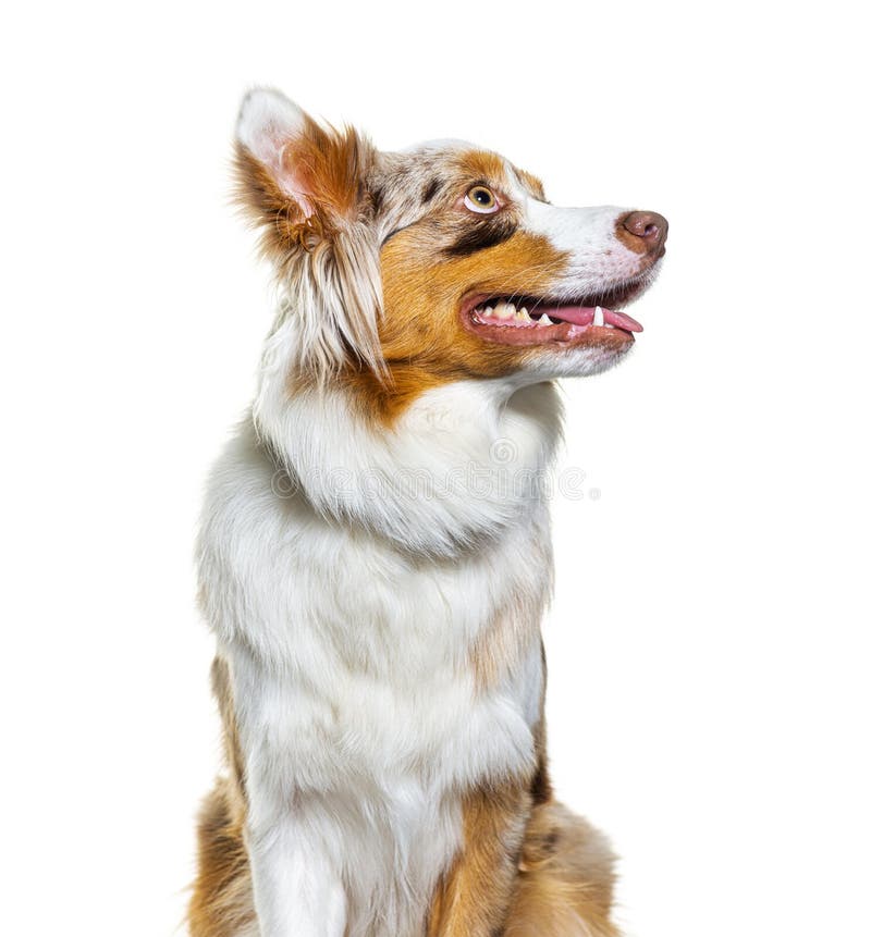 310+ Red Merle Aussie Stock Photos, Pictures & Royalty-Free Images