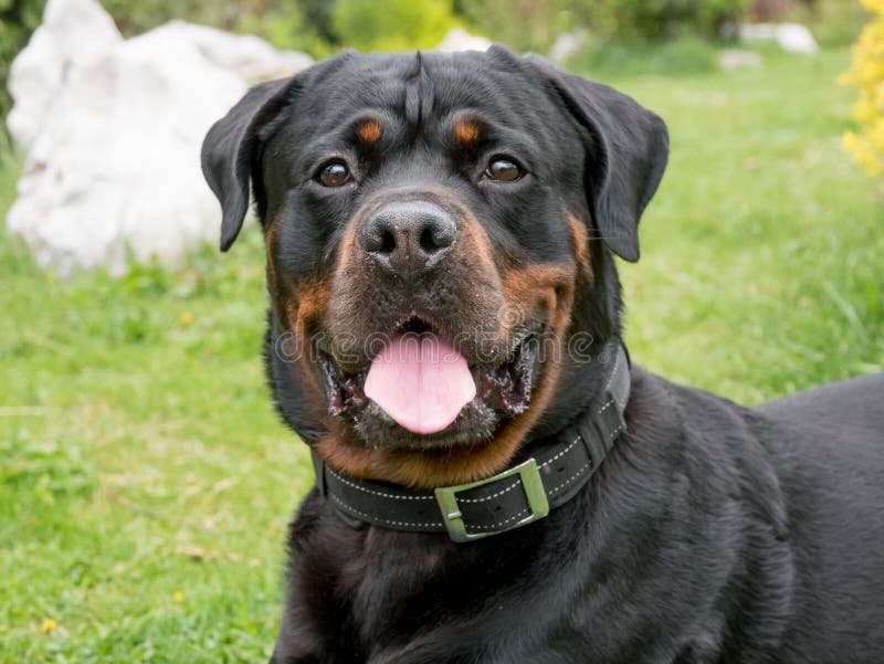 rottweiler head size
