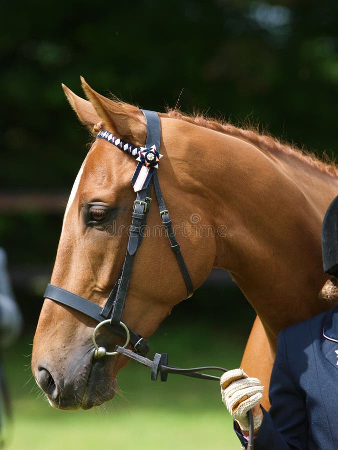 Thoroughbred Head in Bridle Stock Image Image of horse, bridle 2270595
