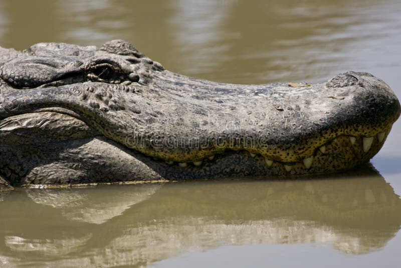 Head shot of a very big Alligator