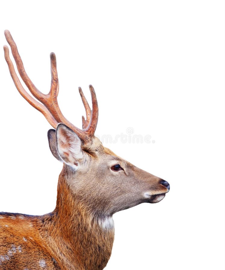 Head of Sika deer over white background