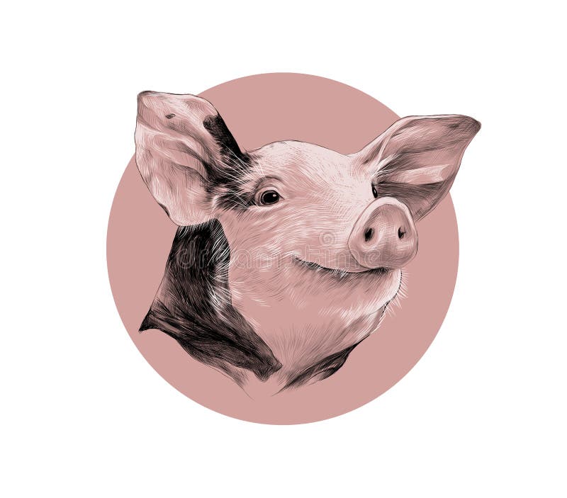 Spotted pink pig munching on grass Royalty Free Vector Image