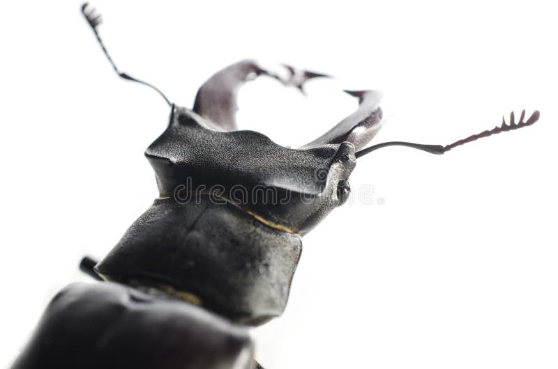 Head of stag beetle isolated on white
