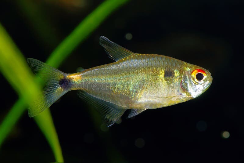 Hemigrammus Ocellifer or Tail and Head Light Tetra in the Aquarium