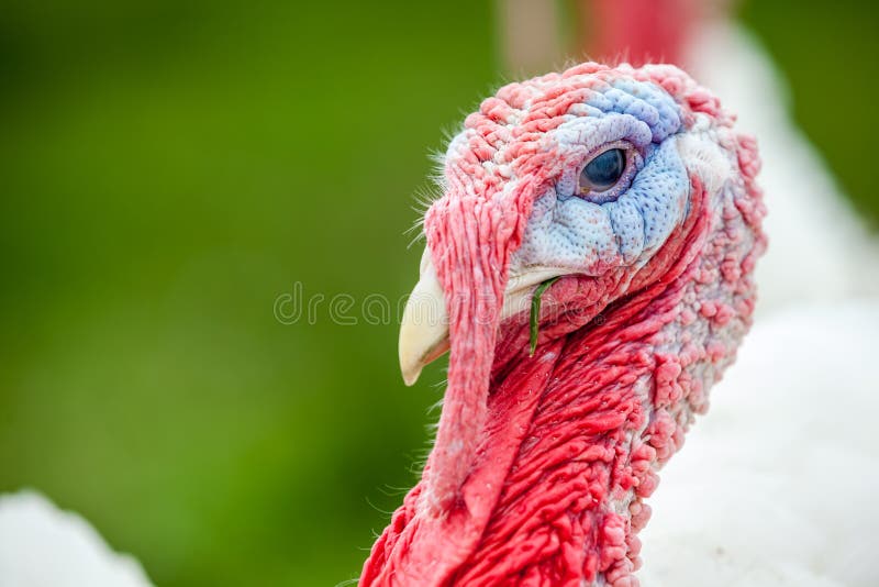 An head of an turkey stock photo. Image of phasianidae - 98161416