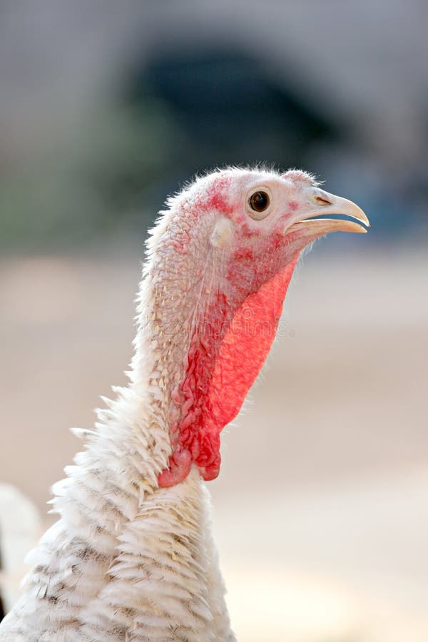 Head of Turkey hen. stock photo. Image of chicken, head 37153442