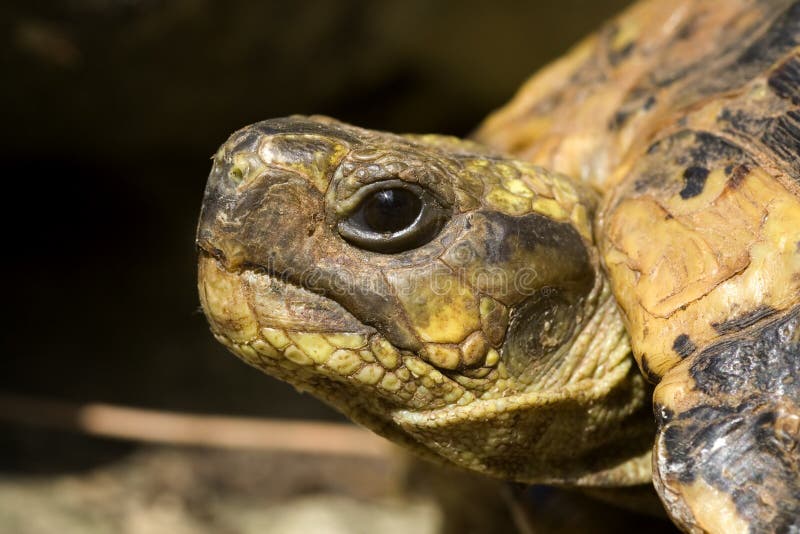 Head turtle stock photos