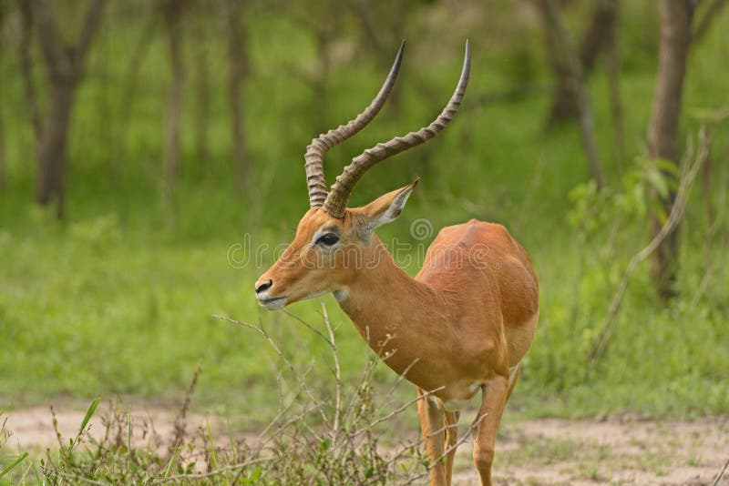 Head View of an Impala