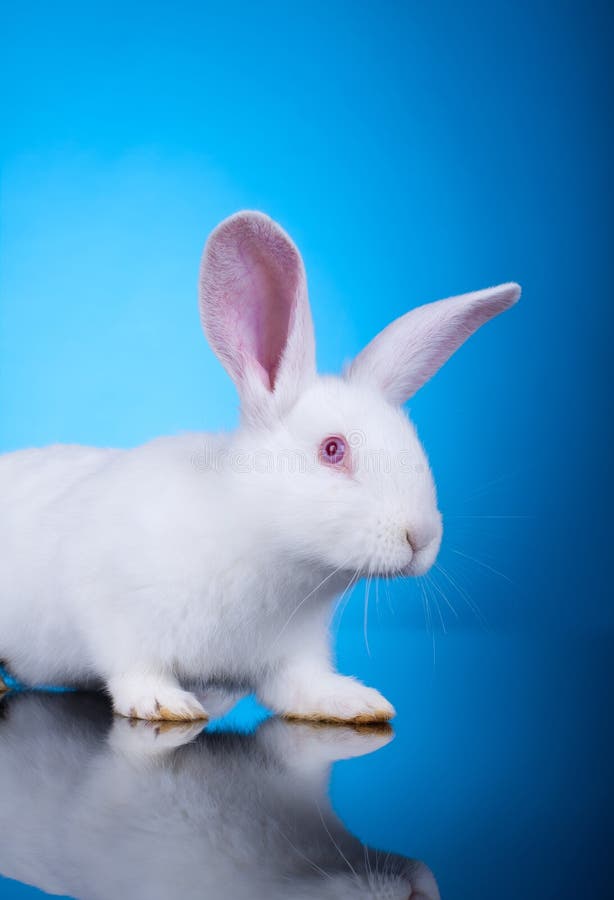 2,703 Blue Eyes Rabbit Stock Photos - Free & Royalty-Free Stock Photos from  Dreamstime