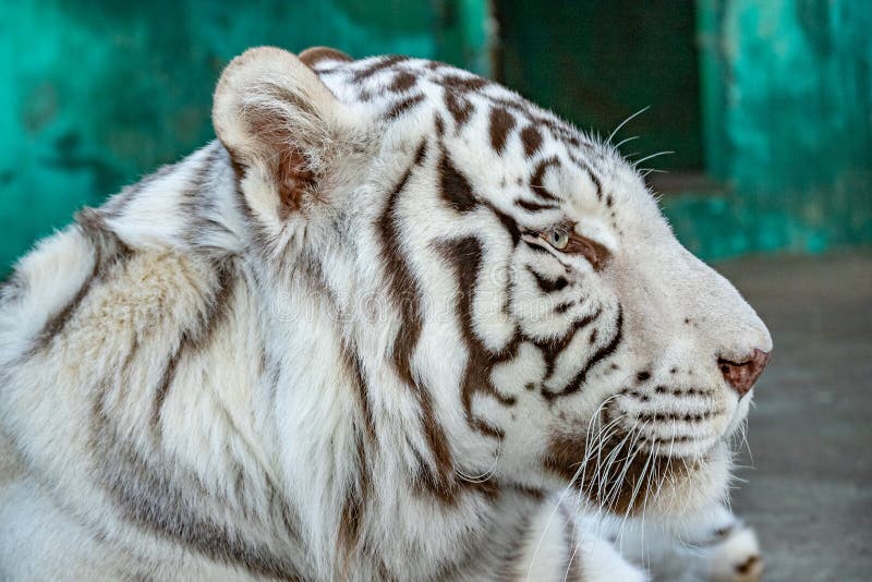 White Tiger Profile stock image. Image of tigris, nature 34962825