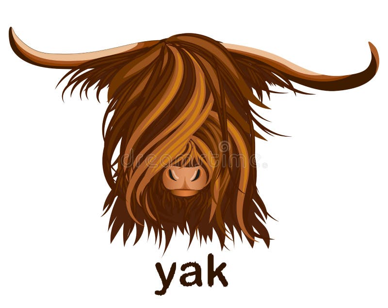 The head of a Yak with long hair.