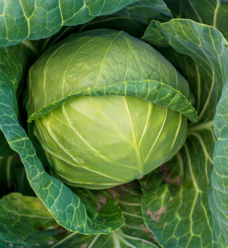 Head of Young Green Cabbage Closeup Stock Image Image of green, crop