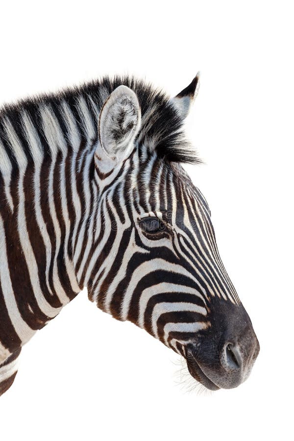 Head of a zebra isolated in white background