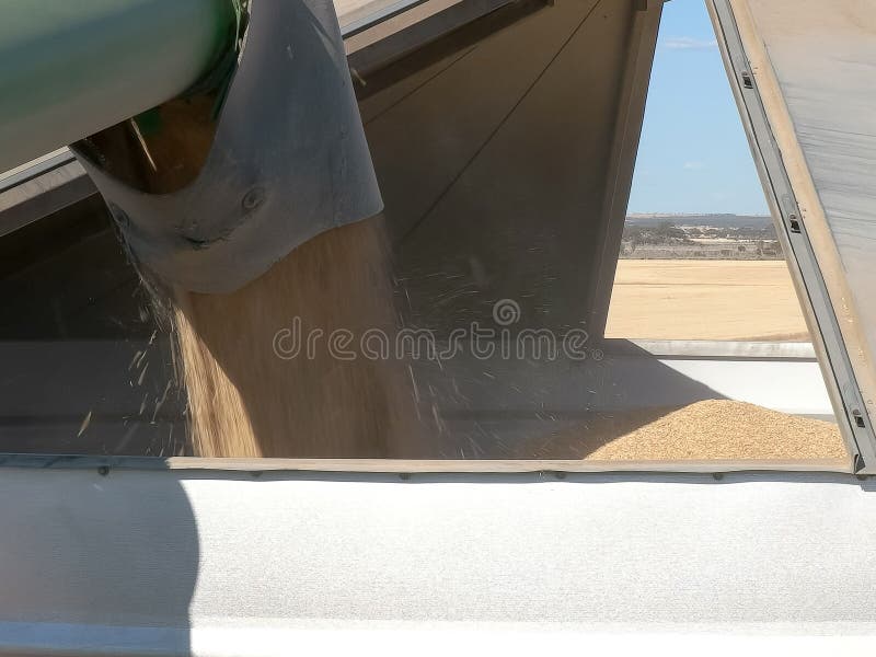 A header empties its harvest of ripe barley into a silo on a grain farm