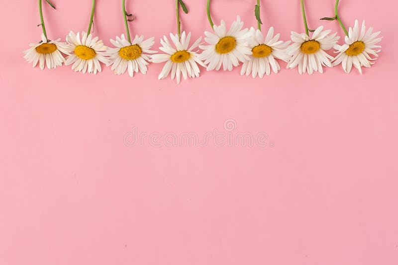 Header With White Chamomile Flower On A Pink Background Spring Tenderness Composition With Copy Space Stock Image Image Of Header Flora