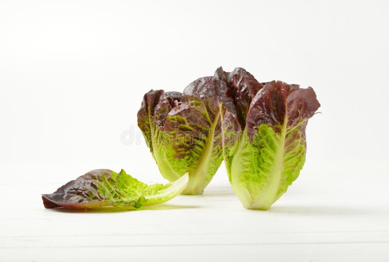 Heads of fresh lettuce stock image. Image of natural 97907133