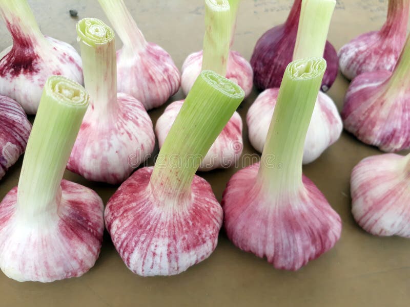 Heads of Fresh Young Garlic Stock Photo Image of fresh, garlic 93450502