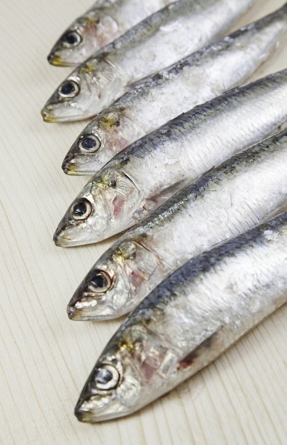 Sardine heads stock photo. Image of scale, head, sardine 3826592