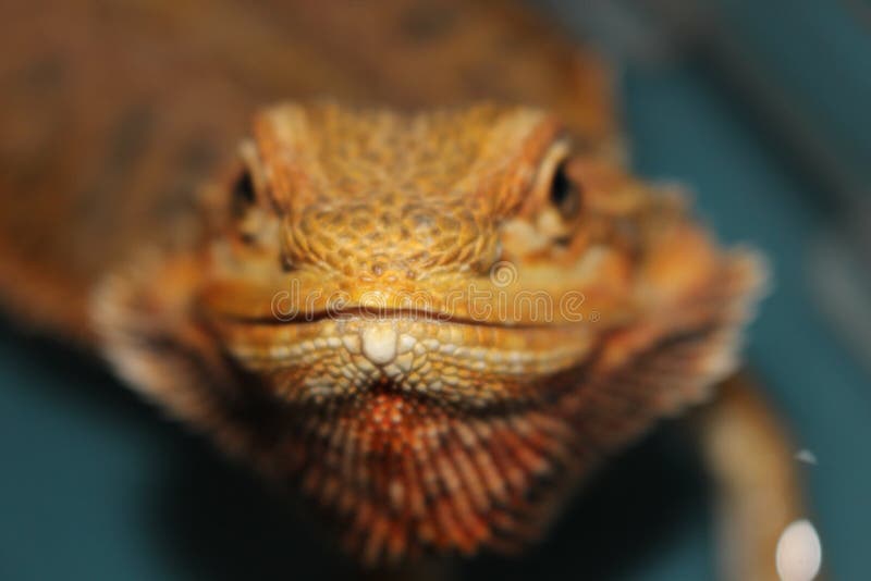 Headshot Barbu De Dragon Opening Mouth Image stock Image du dragon