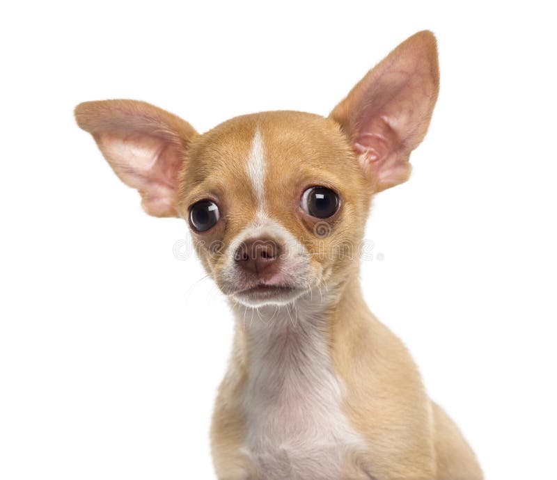 Headshot of a Chihuahua puppy (3 months old)