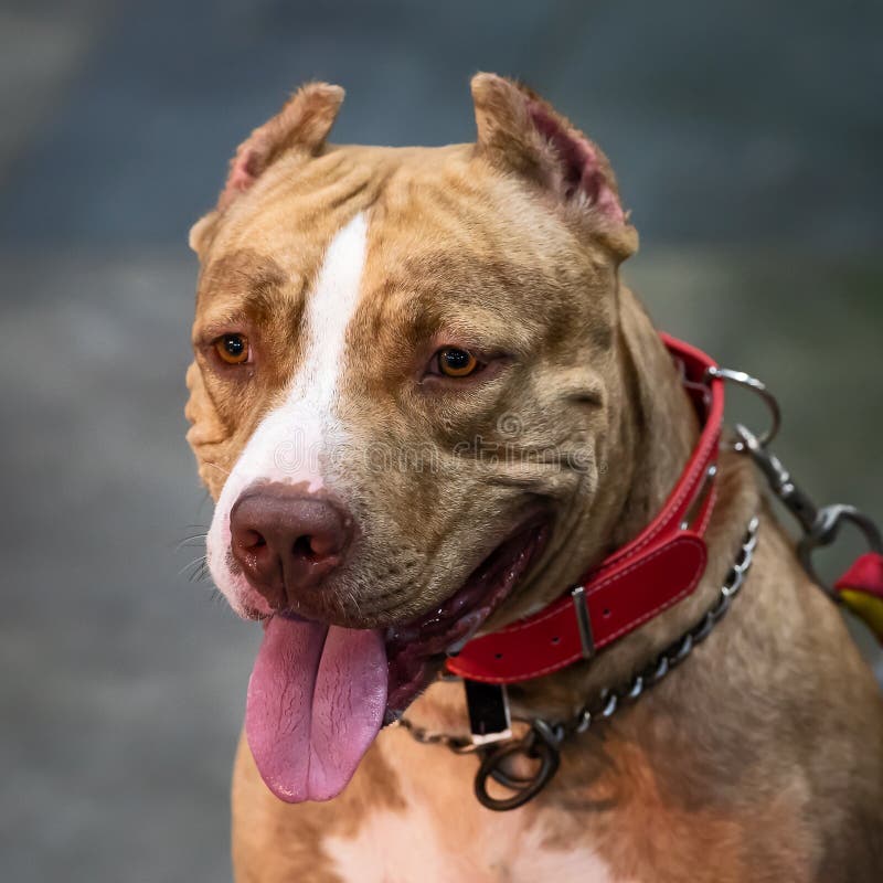 https es dreamstime com perro hermoso del jengibre de la raza terrier pitbull americano hembra roja con mirada melanc c3 b3lica corte o c3 addo escuela vieja image145292831