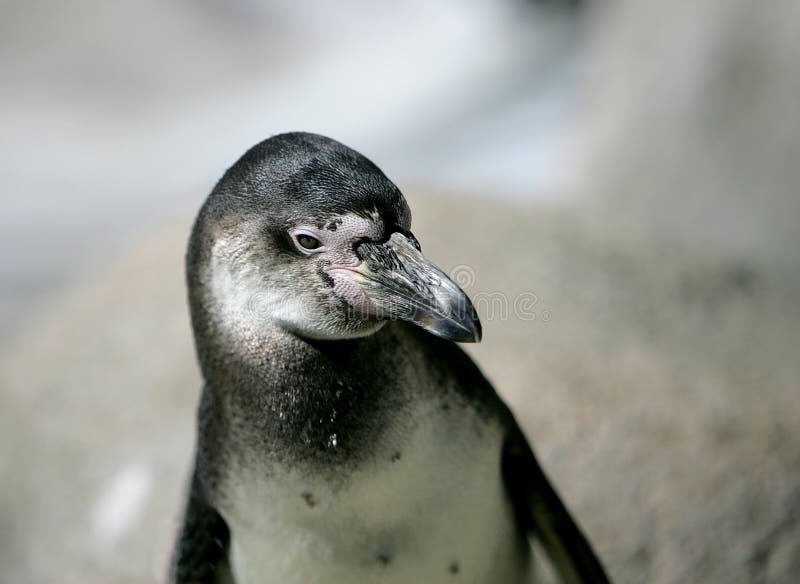 Headshot del pinguino di Humboldt immagini stock libere da diritti Headshot del pinguino di Humboldt immagini stock libere da diritti