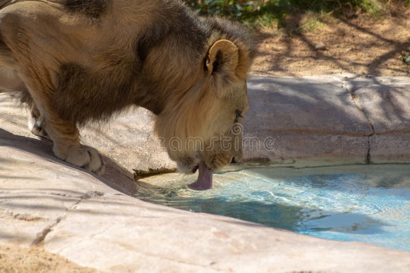 Headshot des Trinkwassers des Löwes von einem Pool lizenzfreies stockbild Headshot des Trinkwassers des Löwes von einem Pool lizenzfreies stockbild