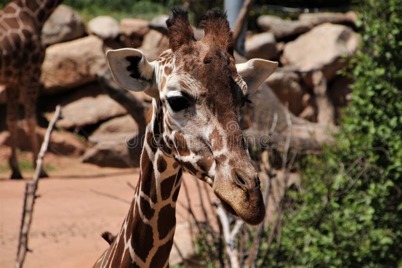 Headshot do girafa em Cheyenne Mountain Zoo fotografia de stock Headshot do girafa em Cheyenne Mountain Zoo fotografia de stock