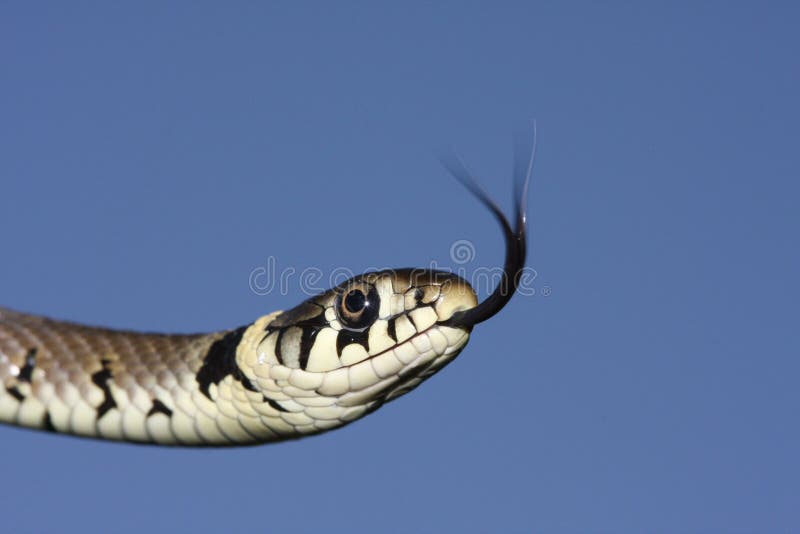 Headshot of a Grass snake Natrix natrix hunting for food with its tongue poking out tasting the air for its prey.