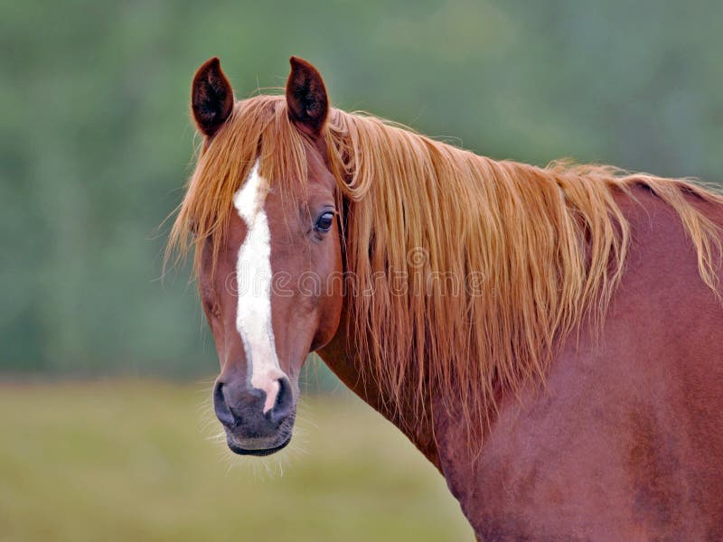 Headshot van kastanje het Arabische Hengst letten op, alarm stock fotografie Headshot van kastanje het Arabische Hengst letten op, alarm stock fotografie