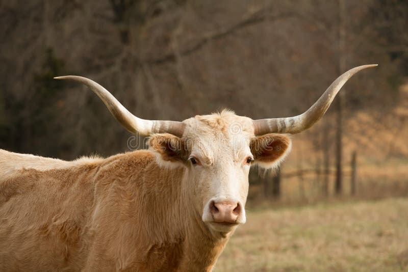 A headshot of a single Texas Longhorn cattle. A headshot of a single Texas Longhorn cattle