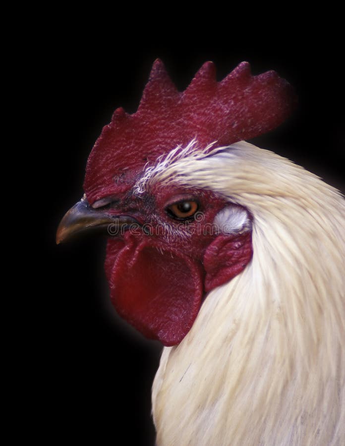 Sidelong profile of a rooster against a black background. Sidelong profile of a rooster against a black background.