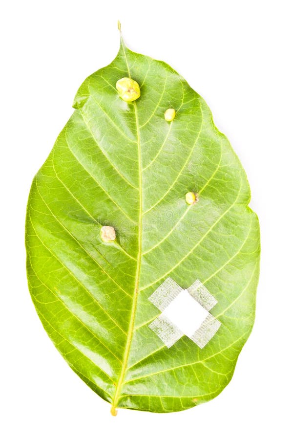Heal leaf