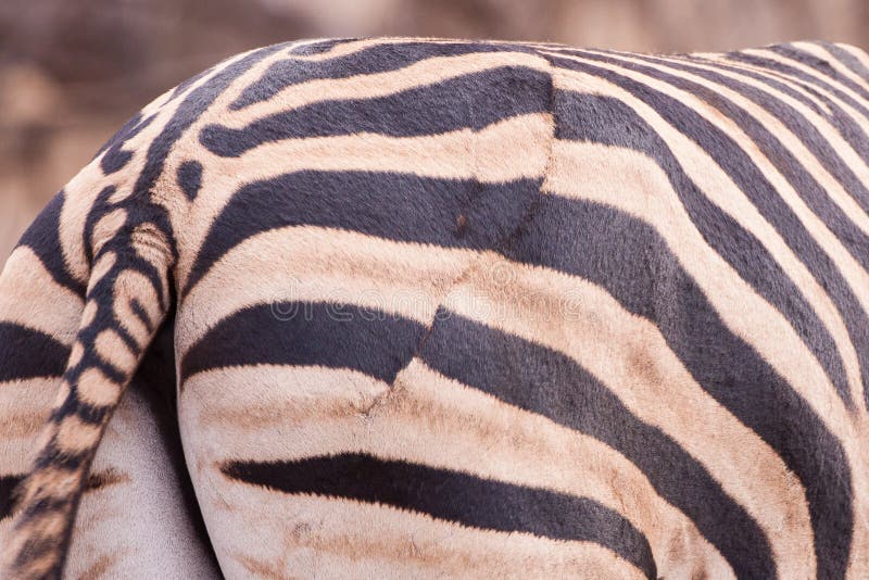 Scar on Zebra Rump from a Lion Attack Kruger Park South Africa Stock Photo  - Image of nature, attack: 185432744