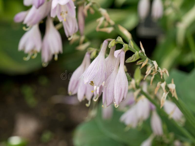 Healing herbs. ErynHealing herbs. Eryngium planum. Blue Sea, violet holly healthcare flowers. soft focus, macro view royalty free stock photos Healing herbs. ErynHealing herbs. Eryngium planum. Blue Sea, violet holly healthcare flowers. soft focus, macro view royalty free stock photos