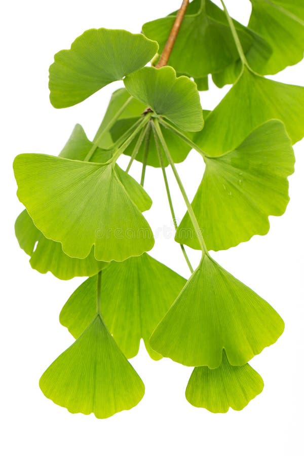 Healing plants: ginko bilboa Many ginko leafs isolated on white background