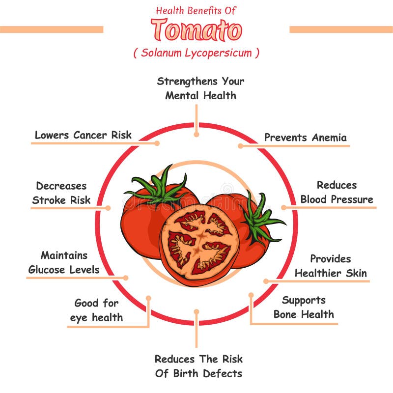 Health Benefits of a Tomato Stock Illustration Illustration of
