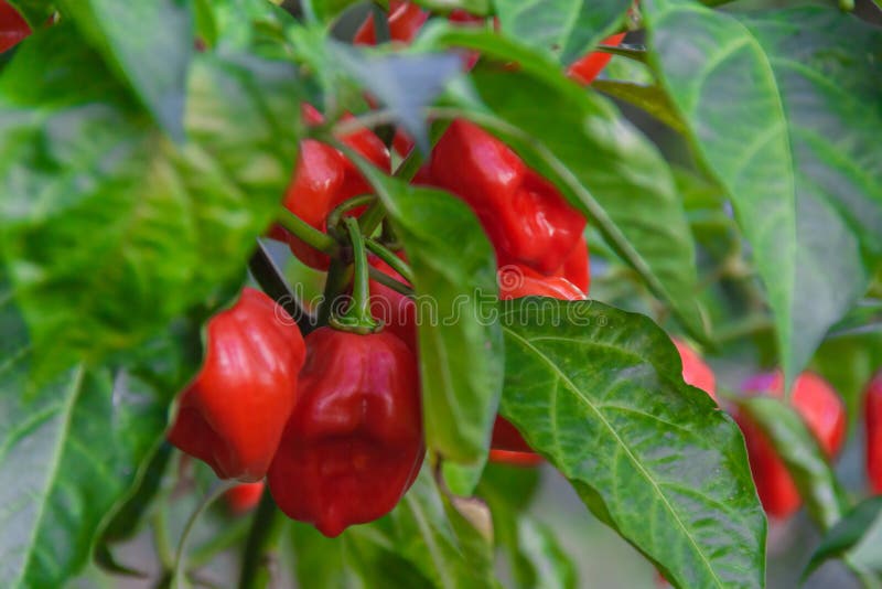 Health plant of chili pepper