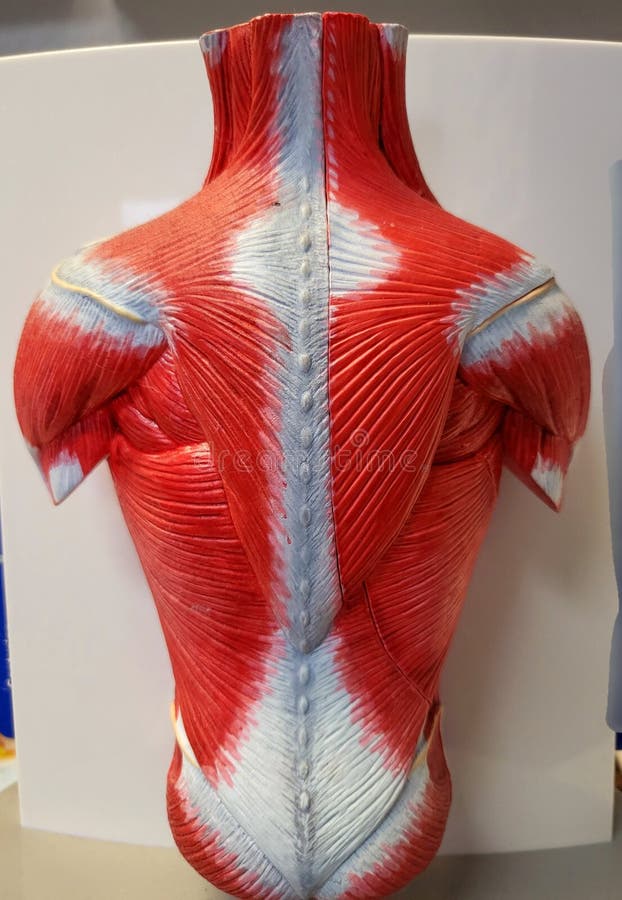A medical display of a human torso exposing the muscles in the back, neck and lower spine. A medical display of a human torso exposing the muscles in the back, neck and lower spine.