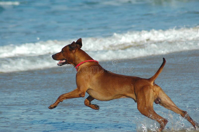 Healthy beach dog