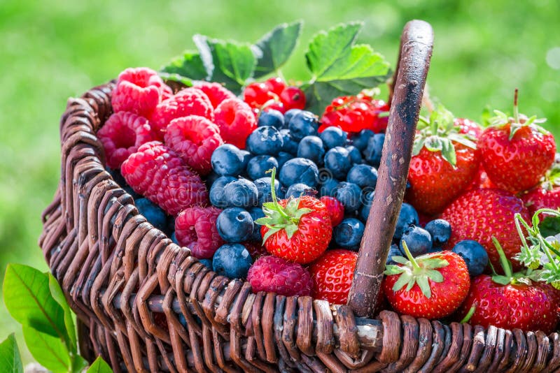 Healthy berry fruits in sunny day in summer. Raspberry basket stock images, royalty-free photos and pictures