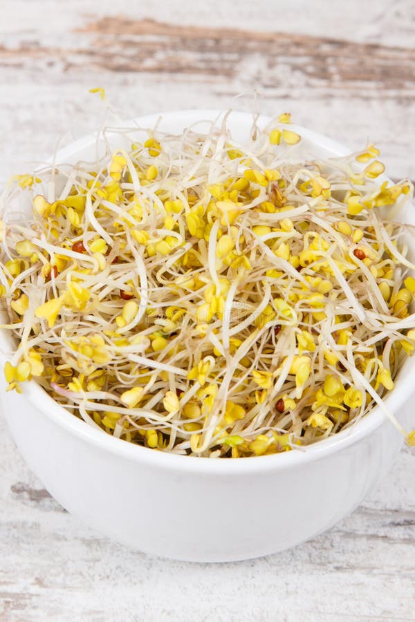 Healthy Broccoli Sprouts Containing Natural Vitamins and Minerals Stock