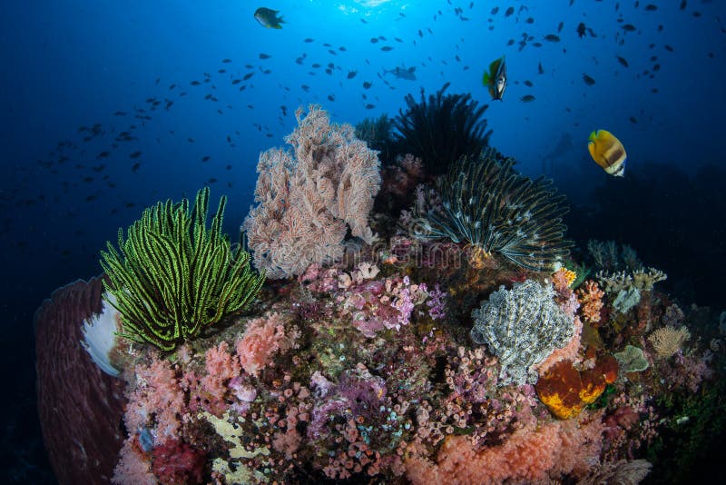 Healthy Coral Reef in Tropical Pacific