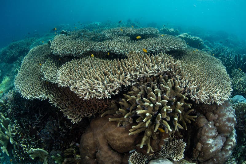 Healthy Corals in Indonesia Stock Photo - Image of acidification ...