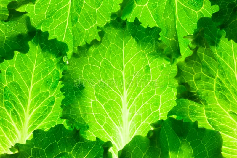 Fresh Lettuce / green leaves background / makro royalty free stock images Fresh Lettuce / green leaves background / makro royalty free stock images