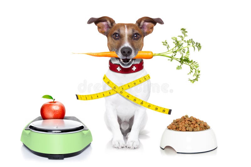 https://thumbs.dreamstime.com/b/healthy-dog-scale-carrot-measuring-tape-around-waist-isolated-white-background-44226039.jpg