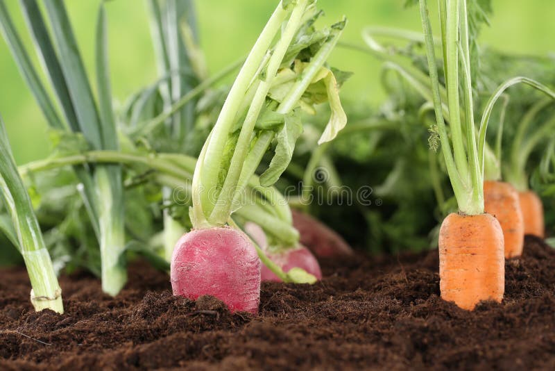 Healthy eating ripe vegetables in garden royalty free stock photography Healthy eating ripe vegetables in garden royalty free stock photography